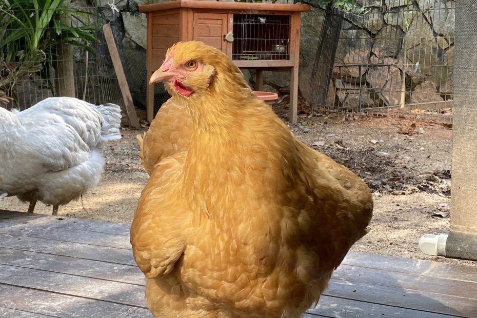 Poule Orpington fauve au plumage doré dans un jardin ensoleillé