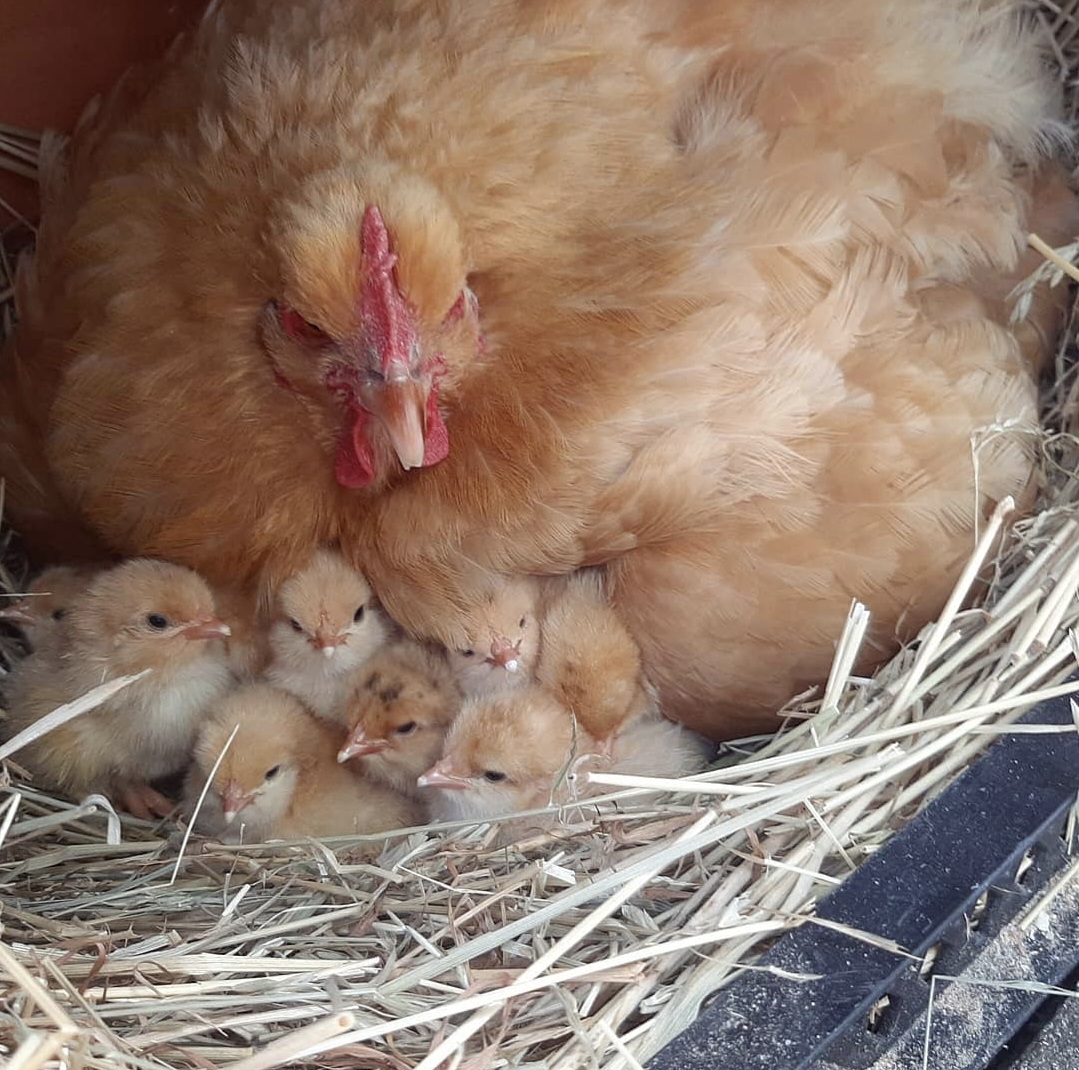 Poule Orpington couveuse avec ses poussins d'un jour