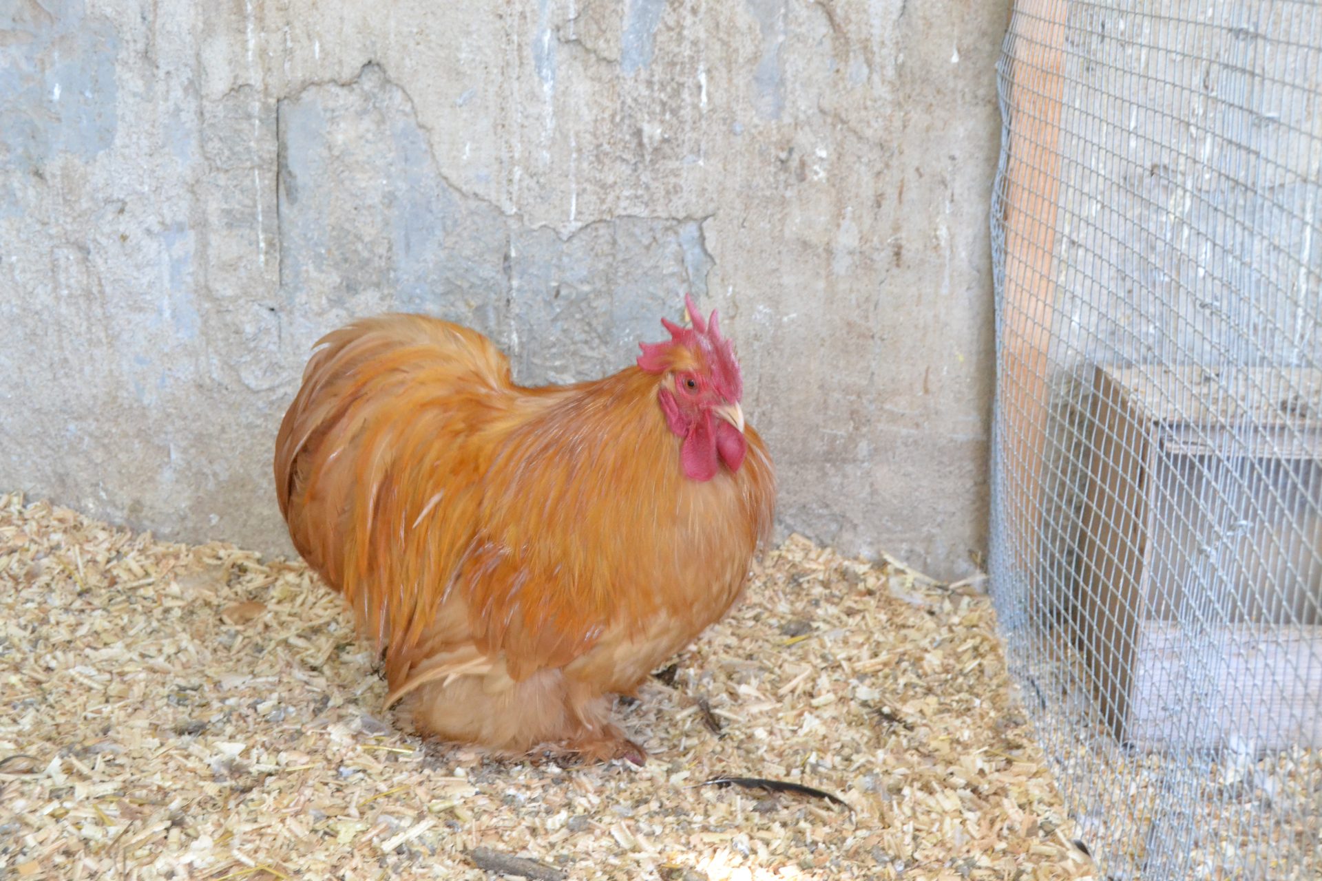 Poule Pékin fauve ronde avec plumes aux pattes