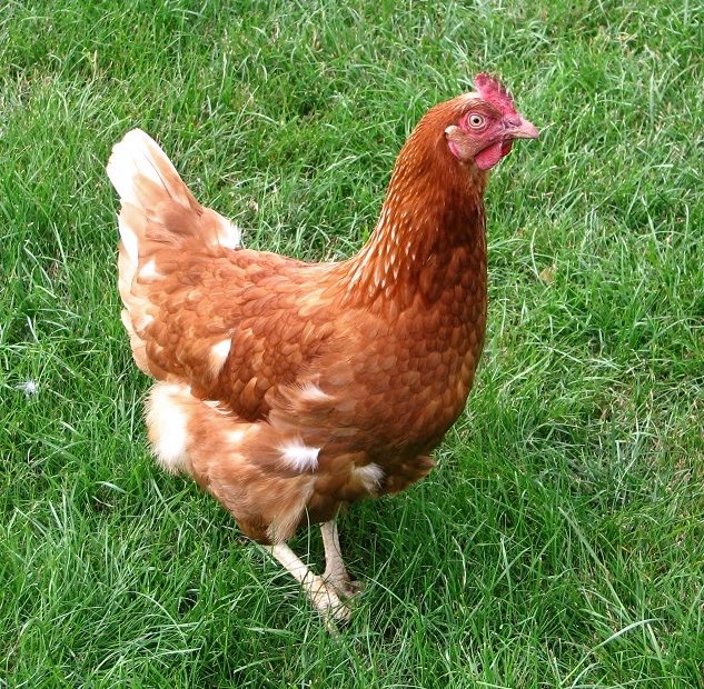 Poule rousse pondeuse dans un jardin en plein air