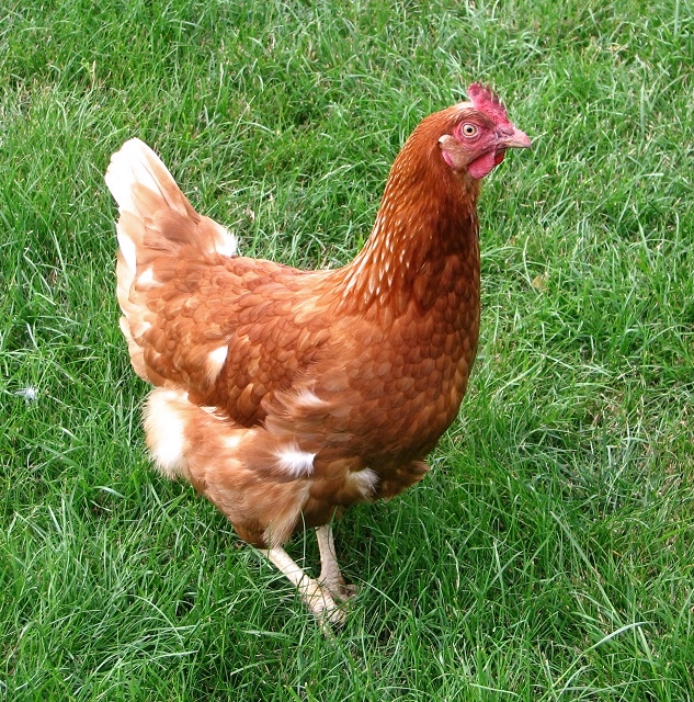 Poule rousse pondeuse dans un jardin en plein air