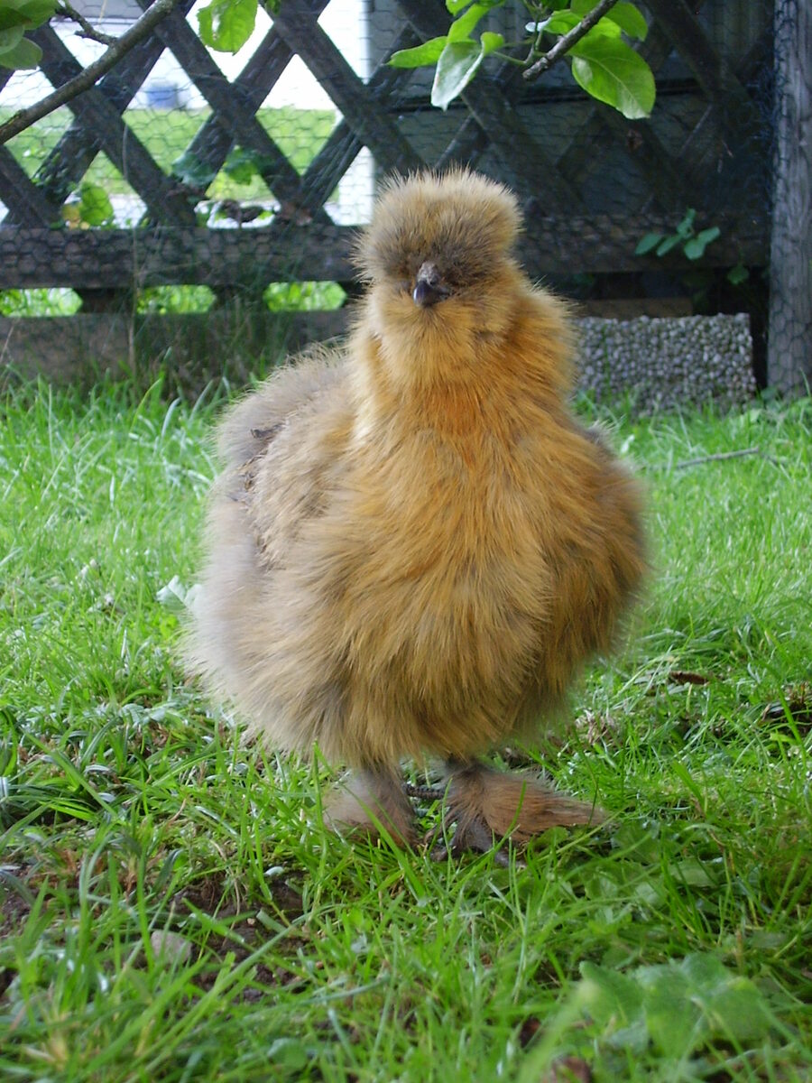 Poule de Soie couleur perdrix dans un jardin