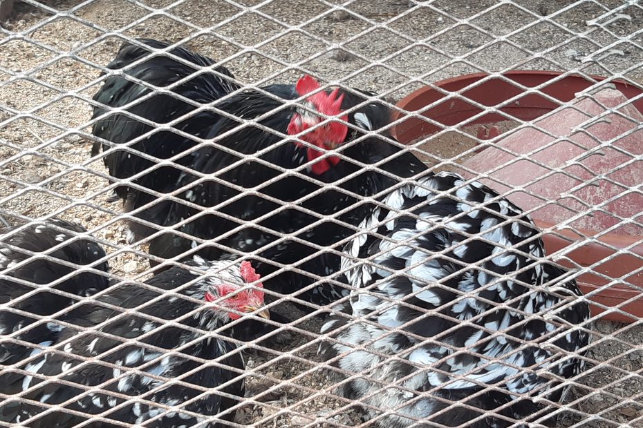 Groupe de poules Pékin mouchetées dans un enclos