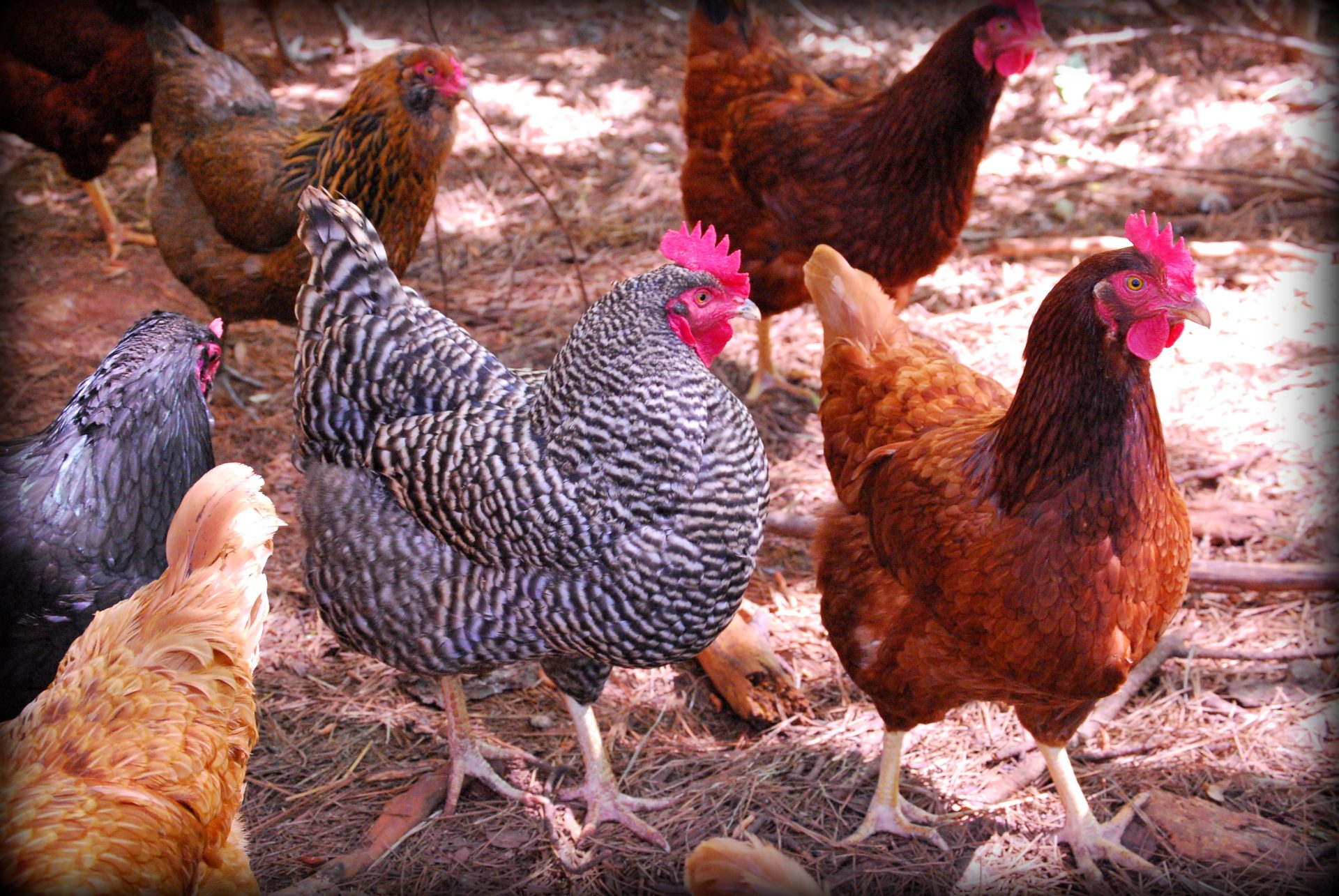 Troupeau de poules rousses picorant dans un enclos herbeux