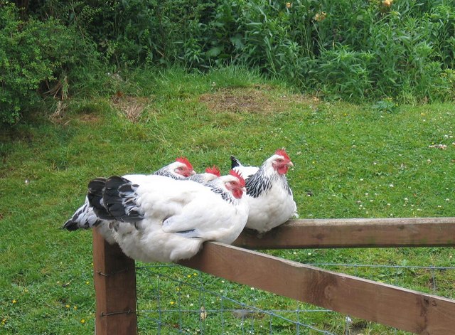 Poules Sussex herminées perchées sur une clôture en bois