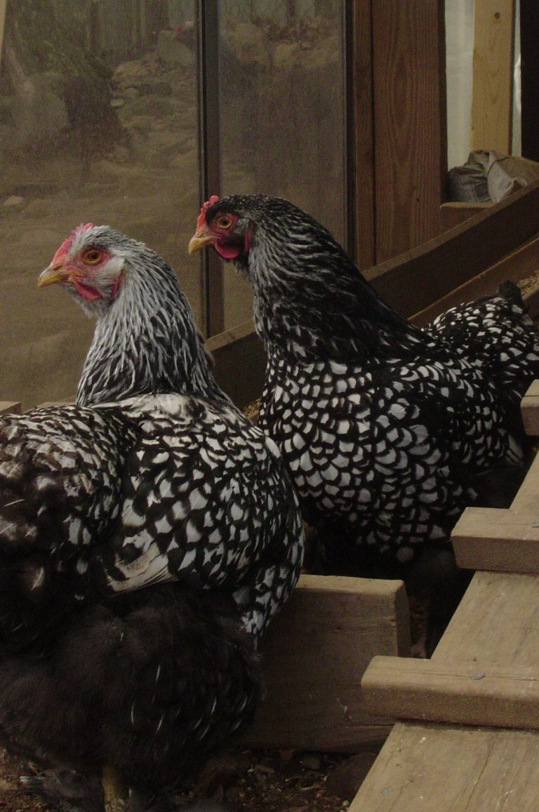 Poule Wyandotte : beauté, ponte et rusticité