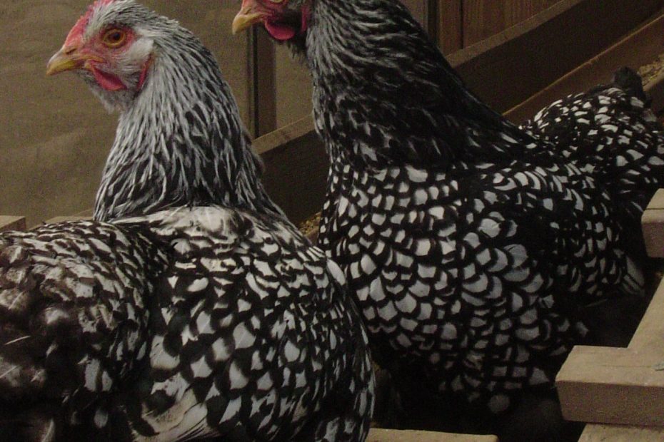 Trois poules Wyandotte argentées liserées dans un enclos