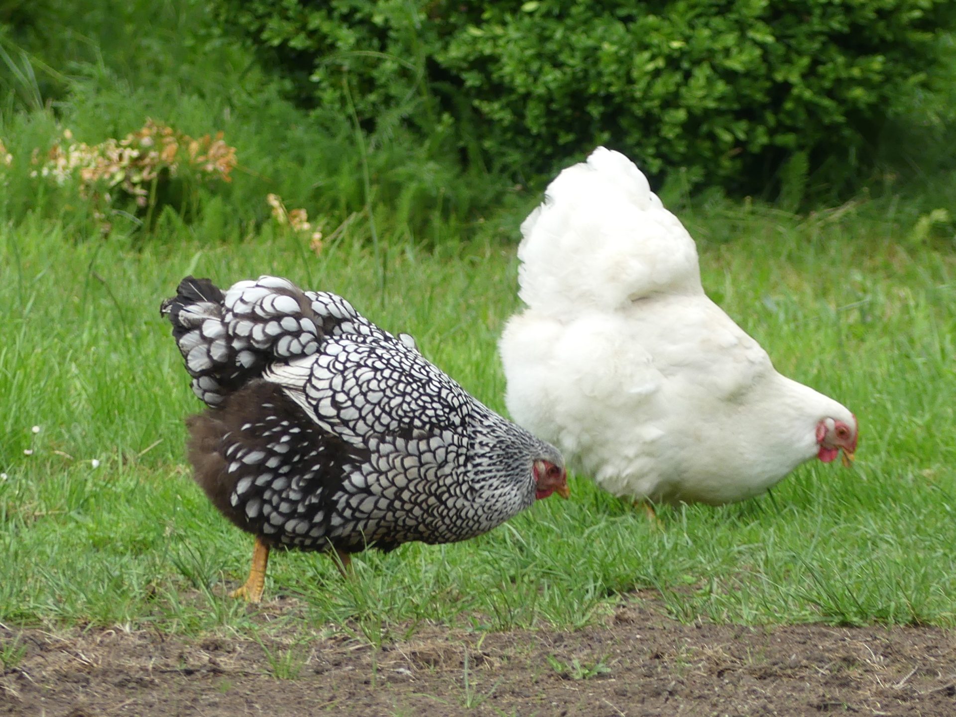 Deux poules Wyandotte dans un jardin de château en France